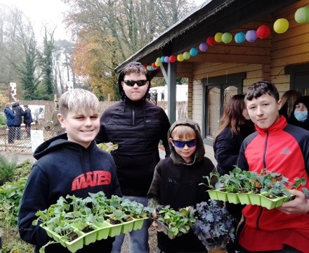 Transplanting Seedling